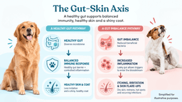 Dog gut-skin axis showing how gut health can affect immune response, skin and coat health