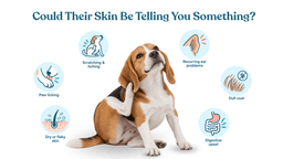 Signs of a possible gut-skin connection in dogs, including itching, paw licking, ear problems and digestive upset